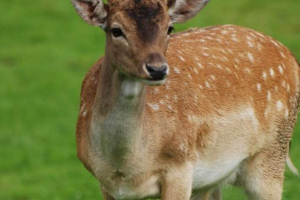 Europejska lan. Opis, zdjęcie zwierzęce Europejska lan. Opis, zdjęcie zwierzęce